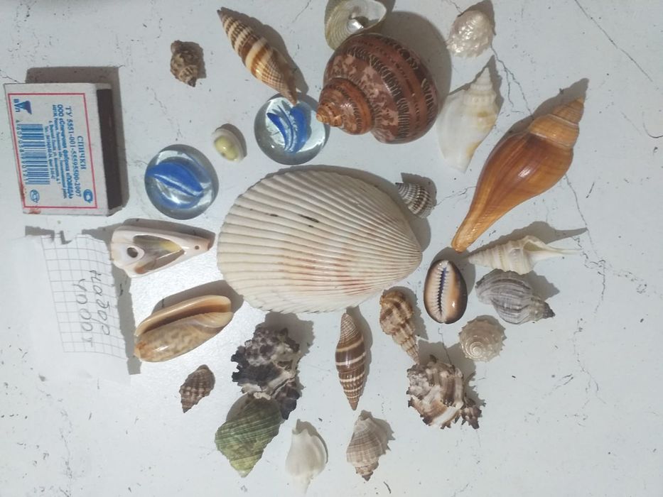 Продам ракушки для поделок
