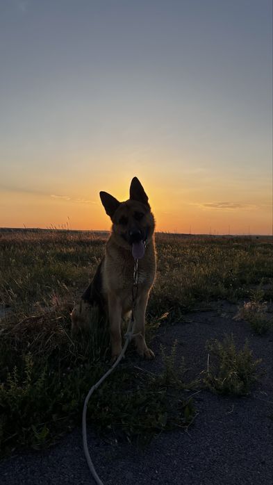 немецкая овчарка