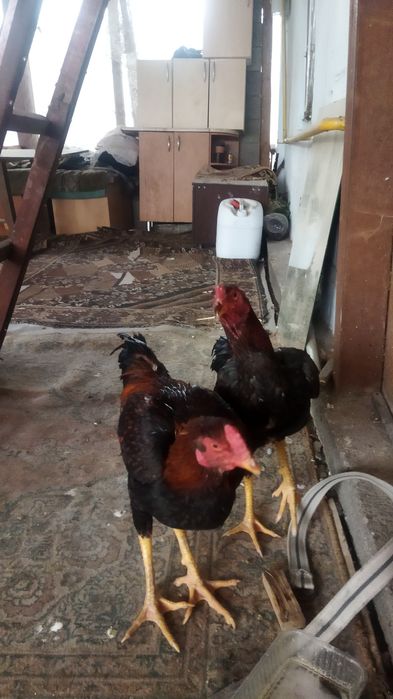 Петухи выводок 2025