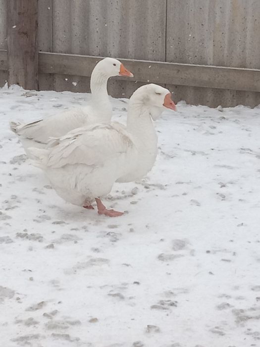 Продам семью гусей Холмогоров