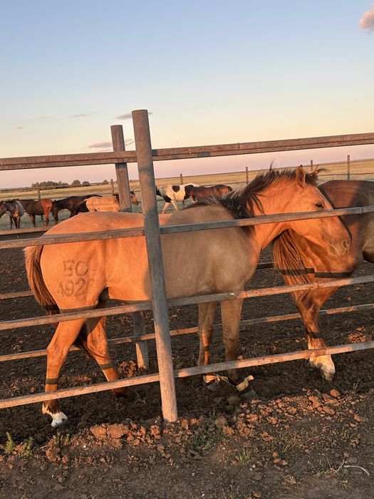 Мұғалжар МЗ айғыр құнан