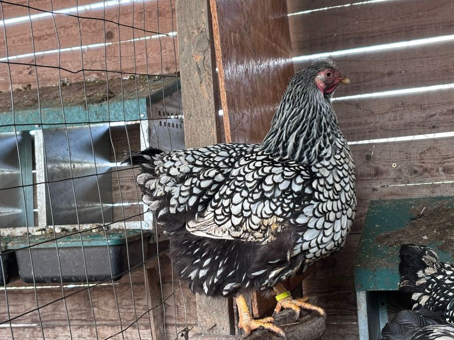 Wyandotte argintiu 4+1