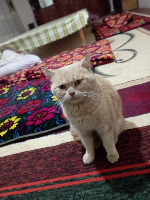 Mushuk sotiladi Biritanski skotsh