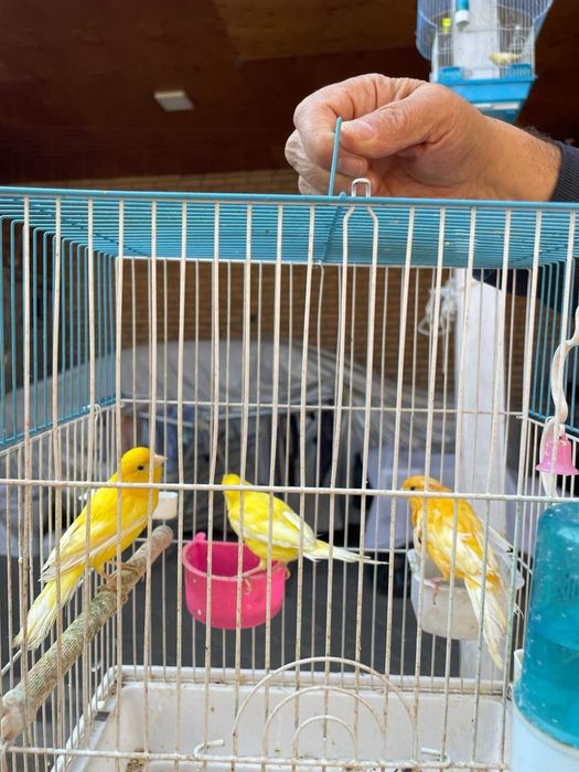 Канарейка. Kanareyka