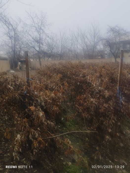 Xovli uy sotiladi 10 Sotix yiliga 3000 $ daromi bor