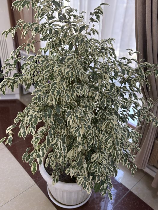 Офислар учун катта тувакларда гуллар