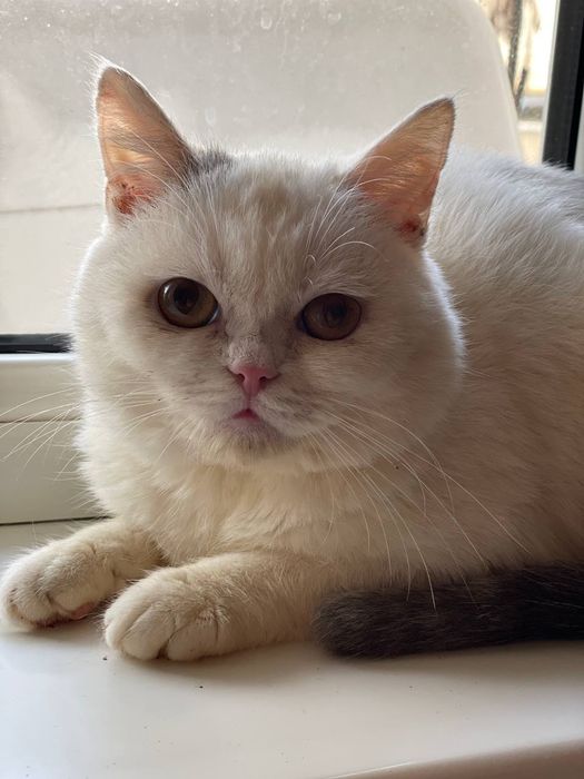 Красавец скоттиш-страйт