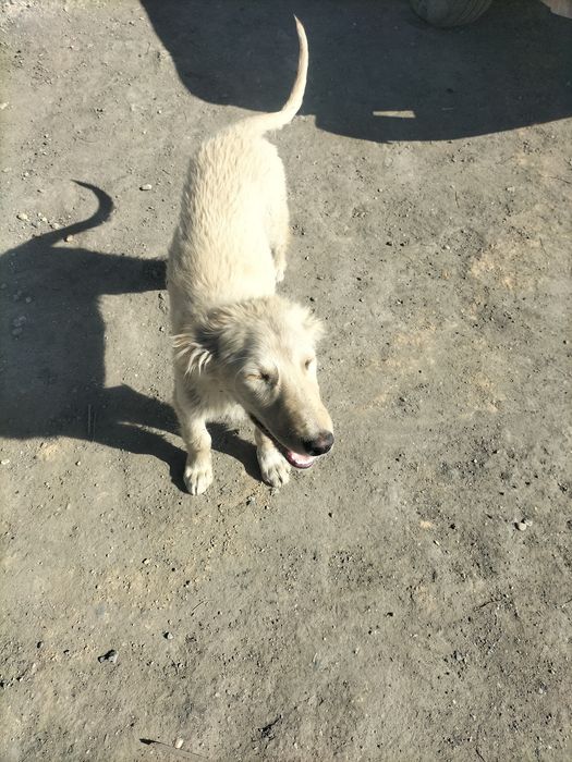 шашақ құлақты тазы сатамын