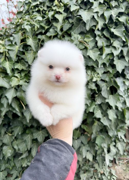 Померан мини момче. Померанче