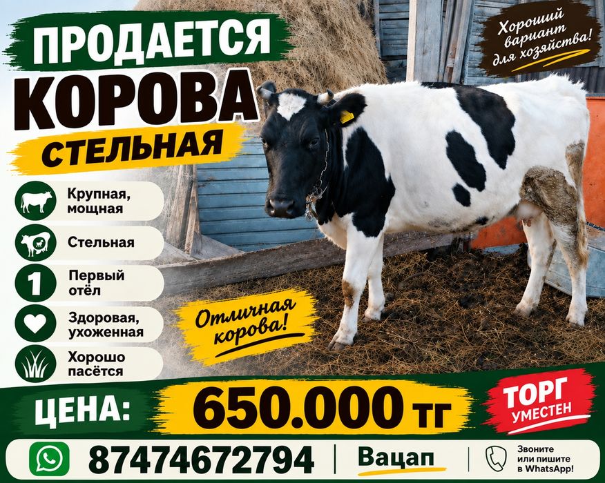 Продается корова