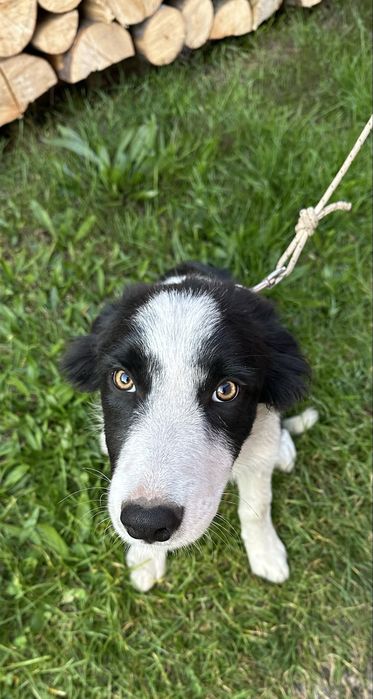 Border Collie Negru-Alb Linie de lucru