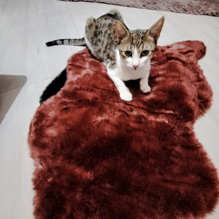 Adoptie motan castrat Zurel