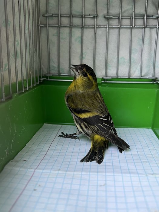 Chij Chijik Чиж Чижик