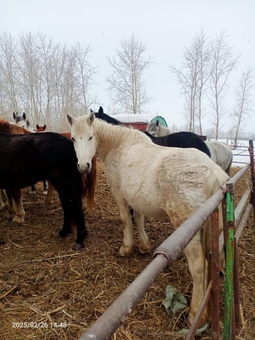 Продам лошадей