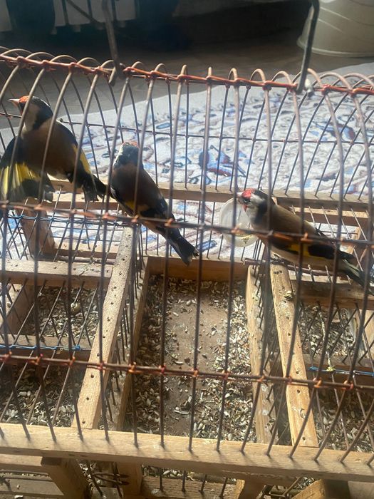 Щегол чёрный 6000