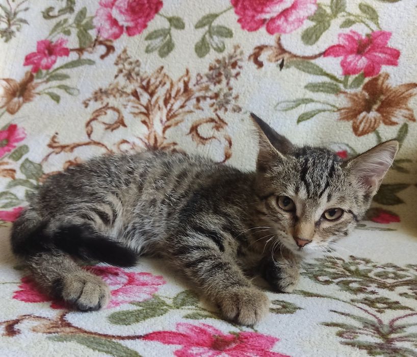 Отдам бесплатно котят