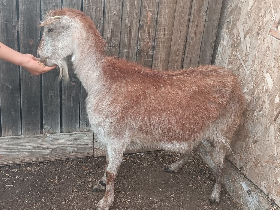 Capra de vânzare