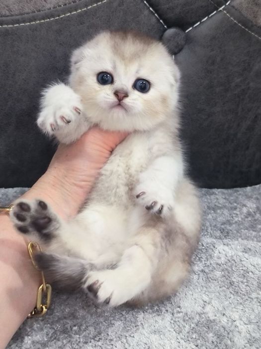 Скоттиш фолд шиншилла