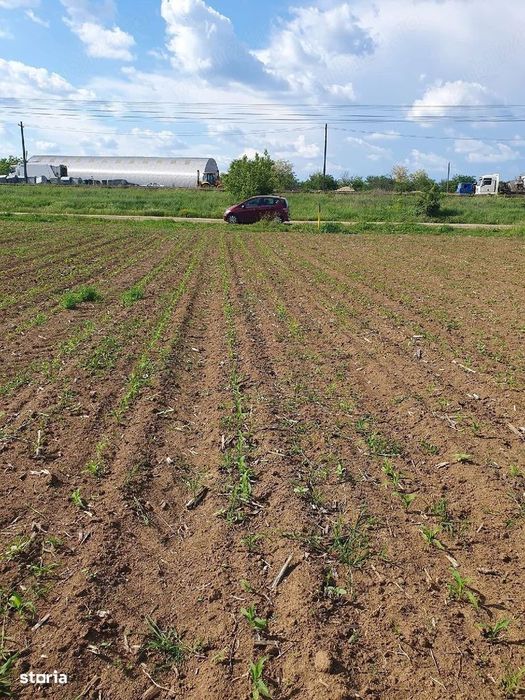 Teren intravilan 1.000 mp | Moara Vlăsiei | Strada Berzei