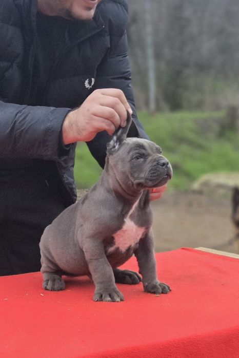Mascul cane corso gri