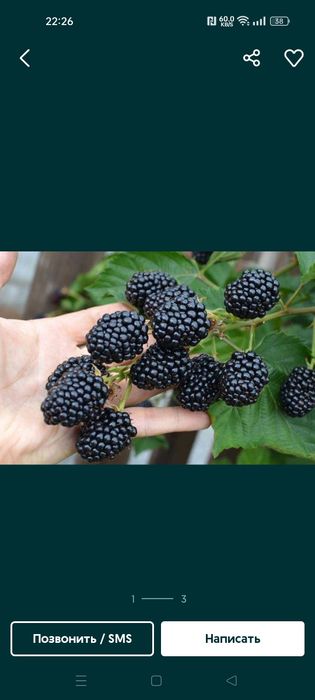 Ejevika kochat sotiladi xosildarligi juda zor tikonsiz!