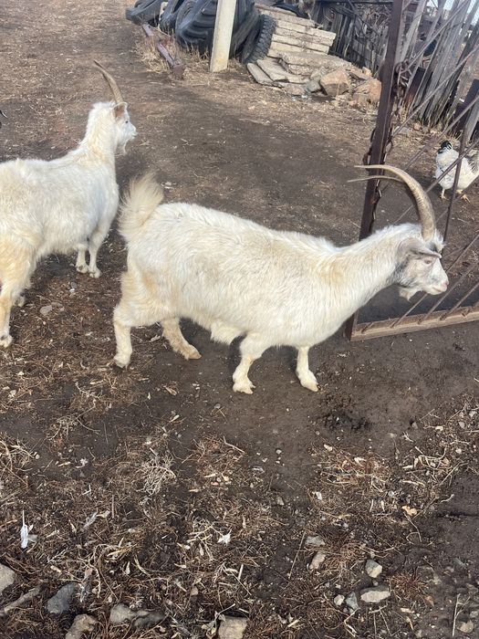.Продам коз