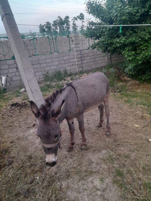 Продается молодой осел