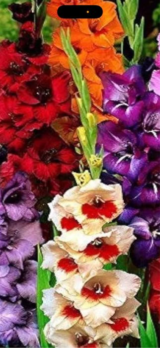 Bulbi gladiole , crini , bujori , laleke , narcise , irisi