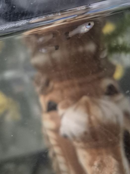 Мальки гуппи 6шт. 2мес..