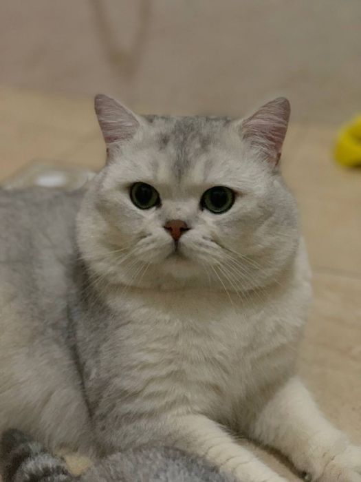 Вязка кот Британский Шиншилла