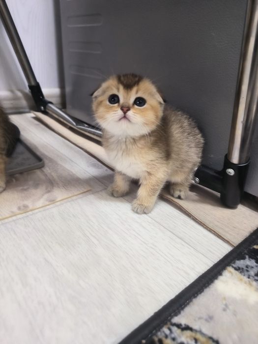 Шикарные чистокровные котята