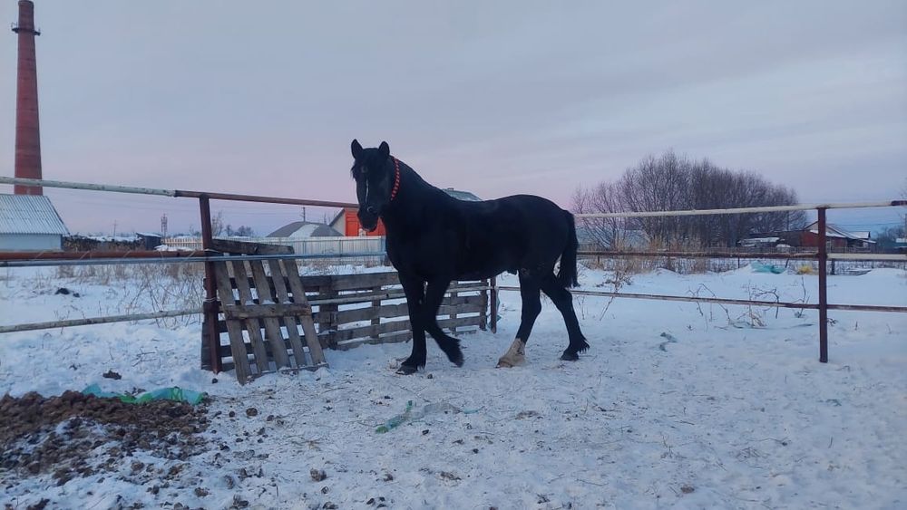 Жылқы 5жас сатылады