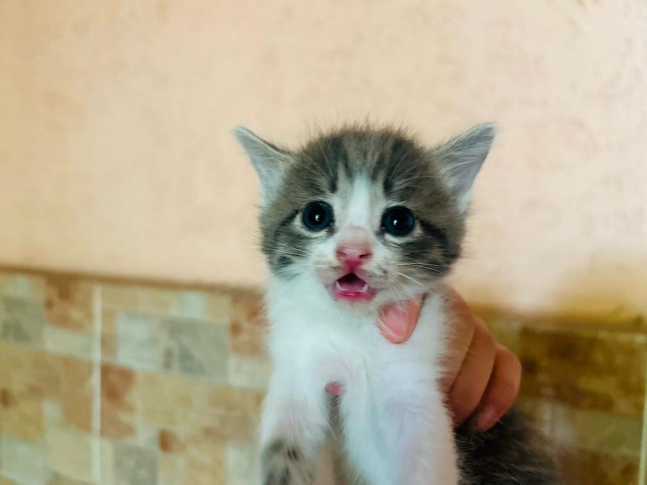 Отдам котят в добрые руки
