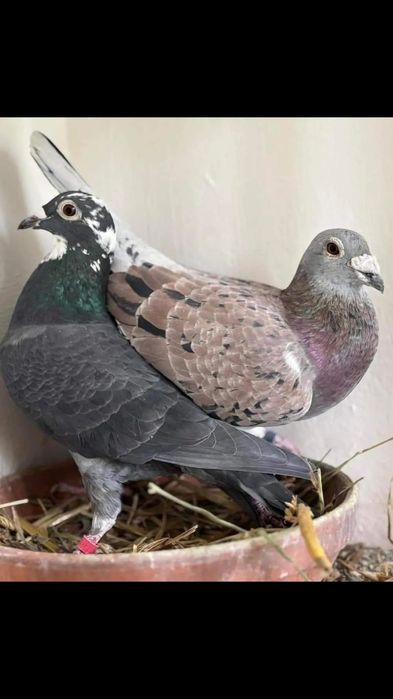 Vând porumbei voiajori