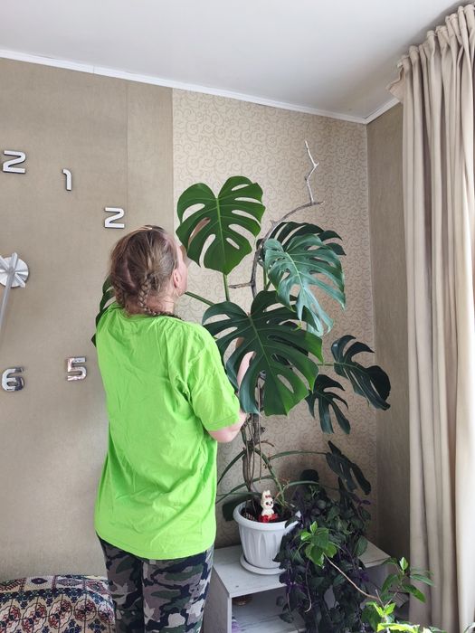 Цветы комнатные  продам