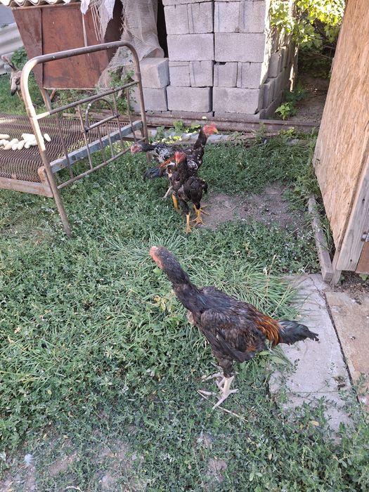 Продам джужиков разных