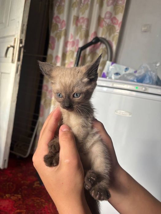 Отдам сиамских котят в добрые руки