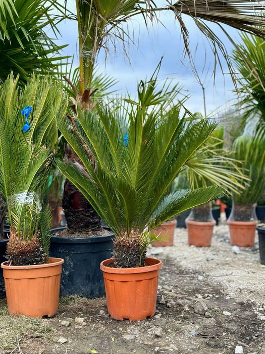 Plante Ornamentale Premium pentru Curți și Grădini