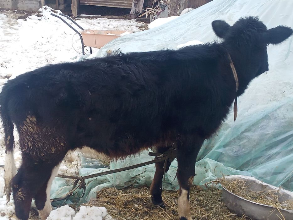 Телята бузау ургашы