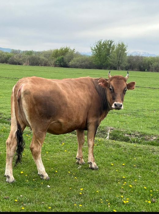 Телка крупная…..