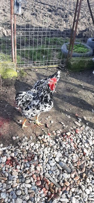 Caută altă casă cocosi pita  pinta asturiana