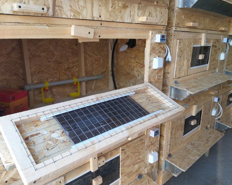 Брудер для цыплят