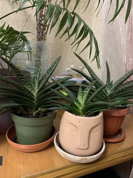 Продаю комнатные цветы