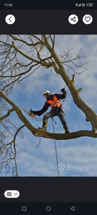 Дарахт кесиш хизмати обрезкас пил