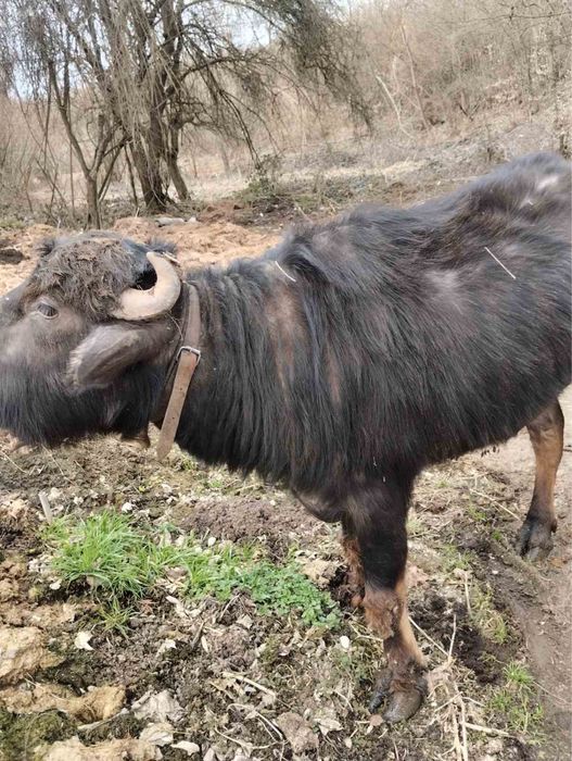 Продавам женски телета и биволица
