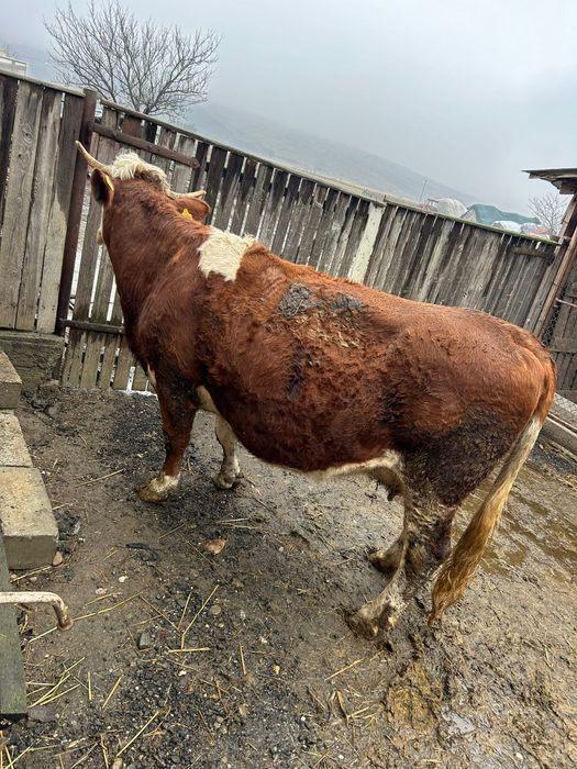 Vand vaca gestanta 9 luni