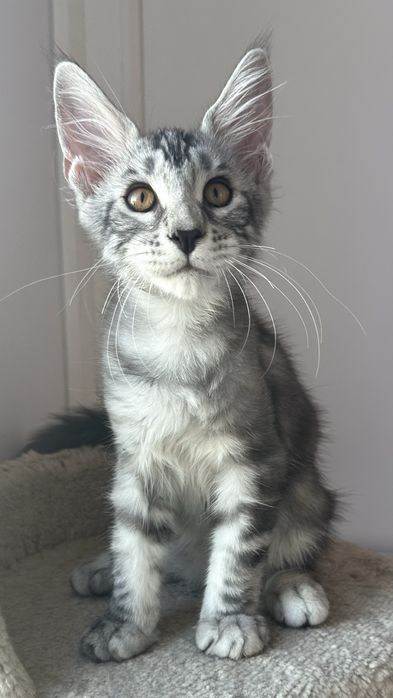 Котики.. Продаются.. С питомника..