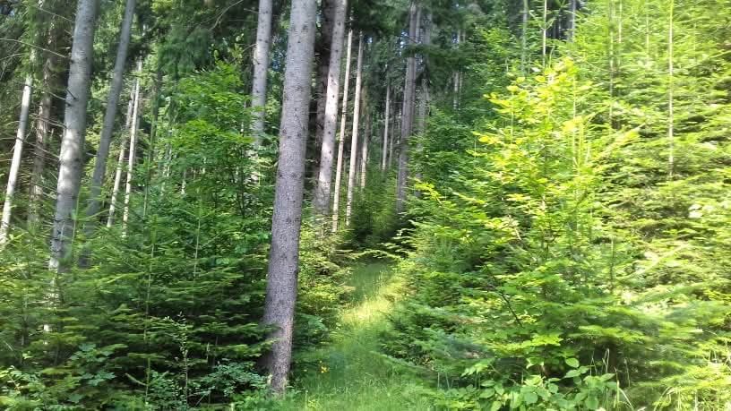 Padure cu teren 9.5 hectare investie forestiera avantajoasa