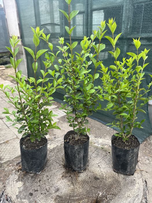 Лигуструм вечнозелен