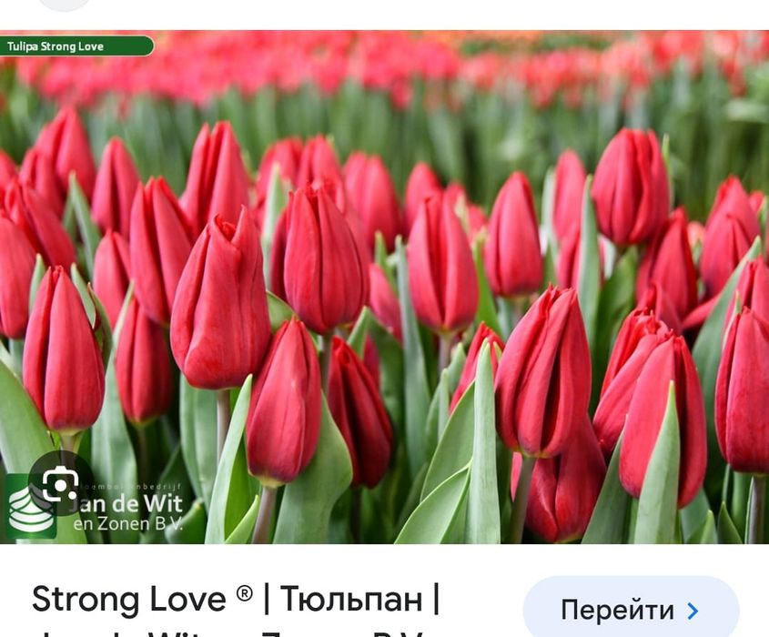 Тюльпаны оптом с теплицы